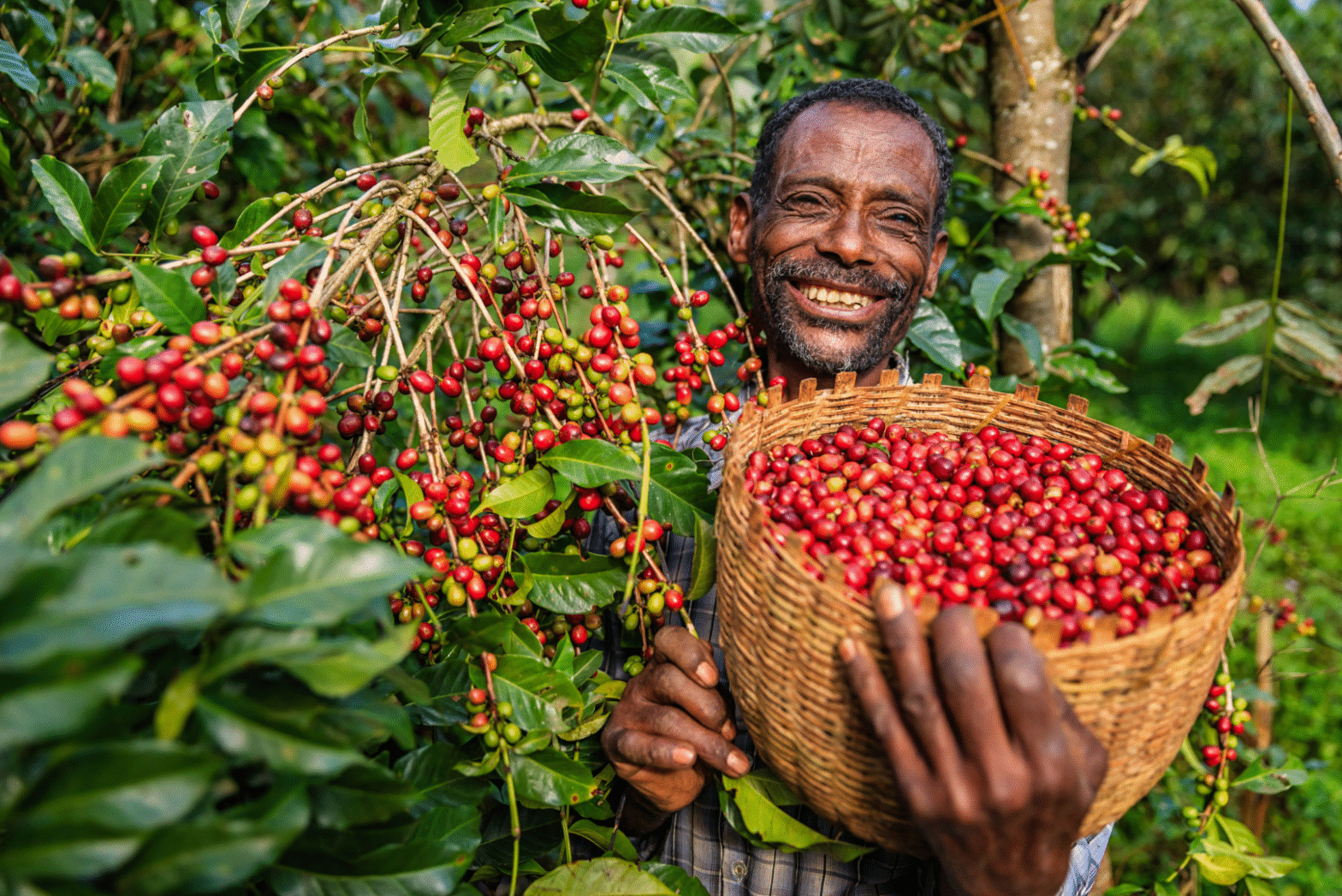 Saudi, Germany listed as top buyers as Ethiopia records historic $1.8bn coffee export