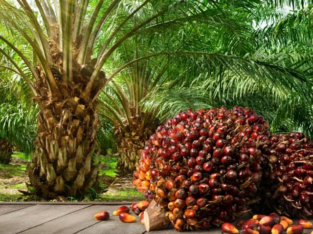 Five ways Presco’s $172m deals could narrow palm oil deficit in Africa