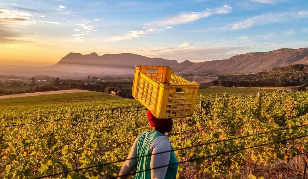 Tough business rules stifling South African jobs, growth — IMF